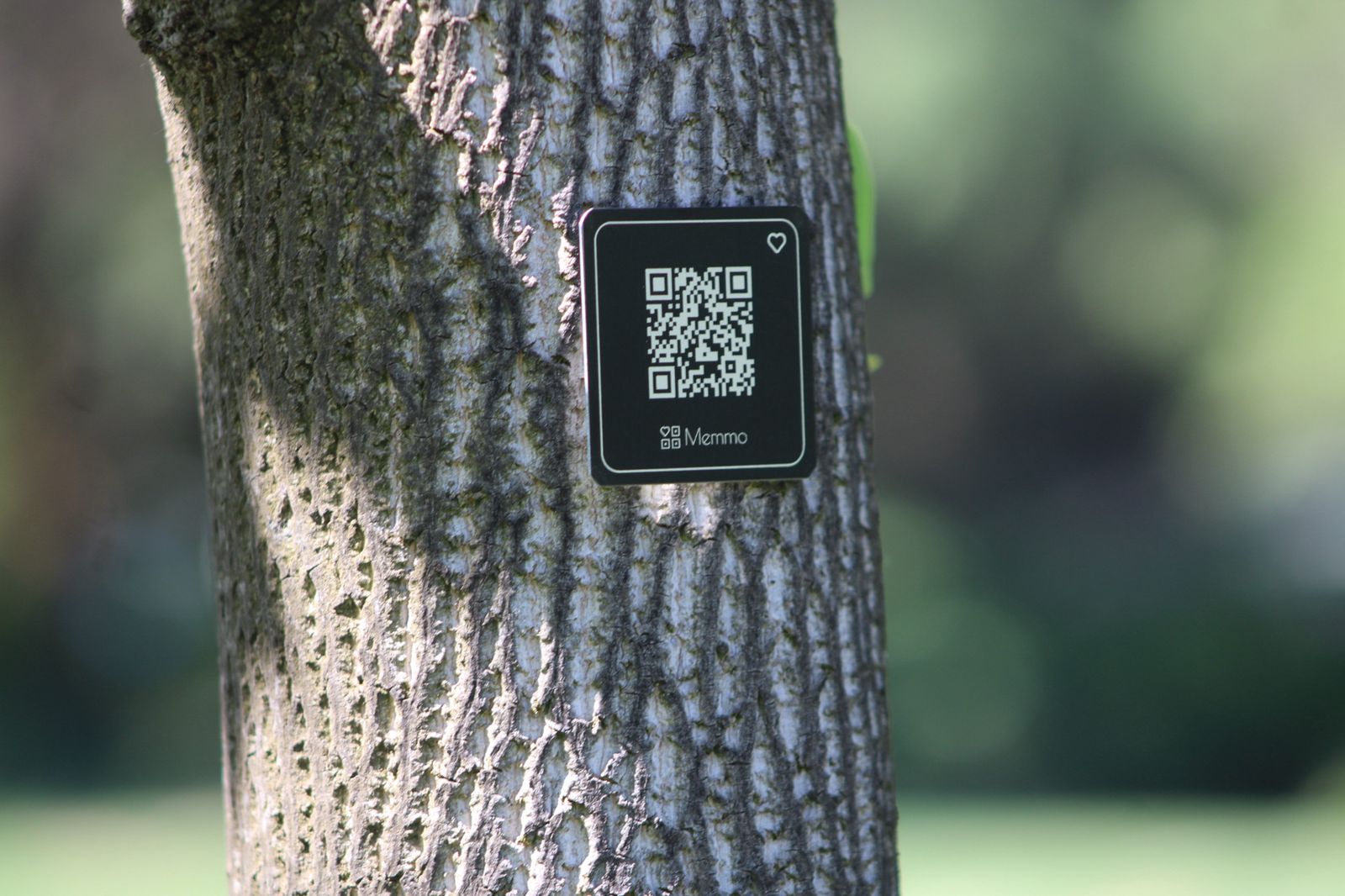 Compartir el perfil y pegar el memorial